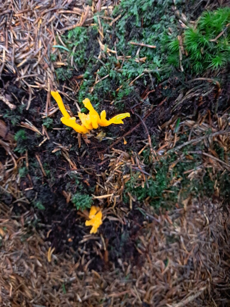 Stavelot - Vielsalm · GR5 etappe 21