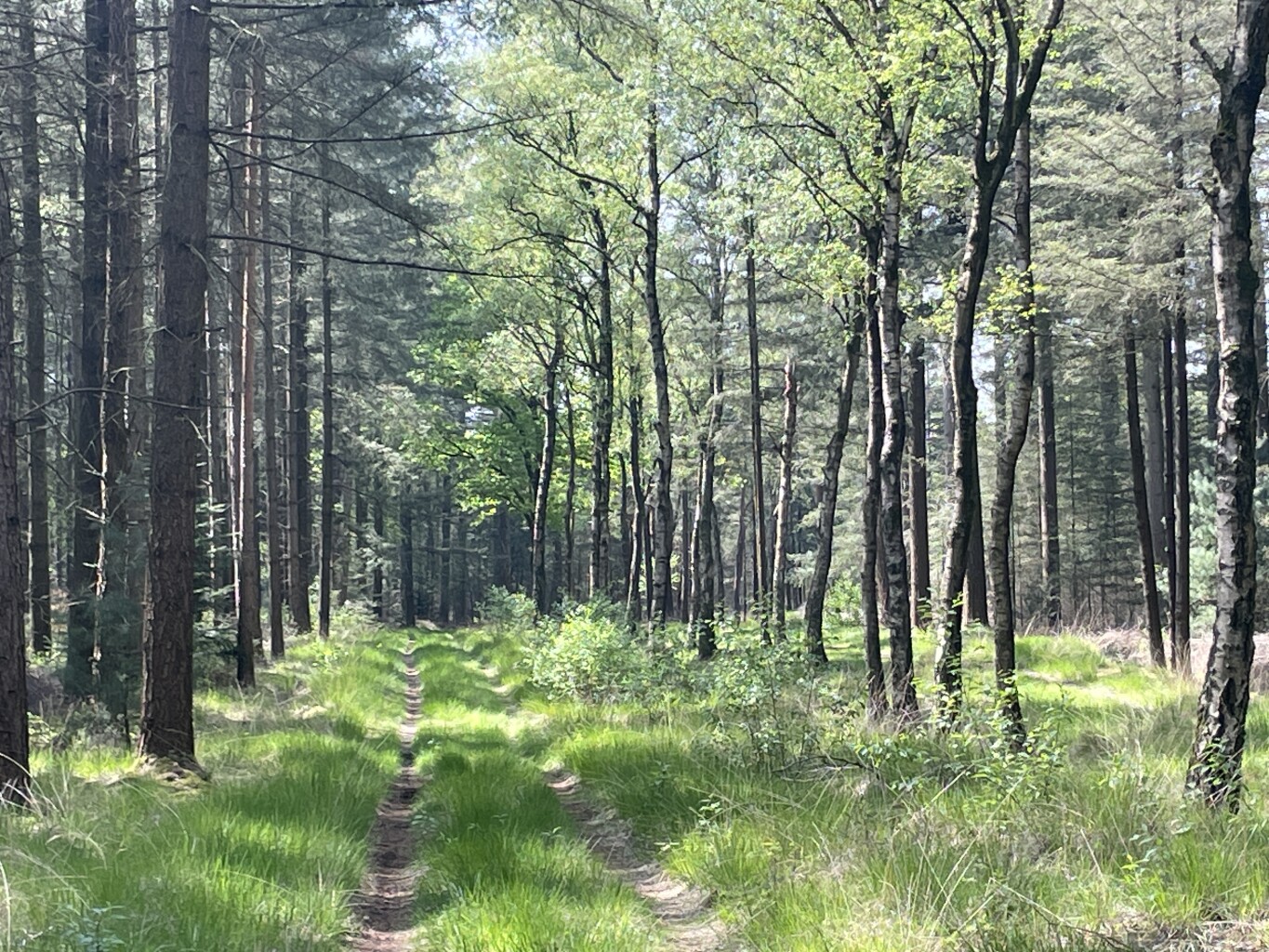 Lage Mierde naar Hilvarenbeek - "Heerlijckheit" · NederRandpad etappe 44