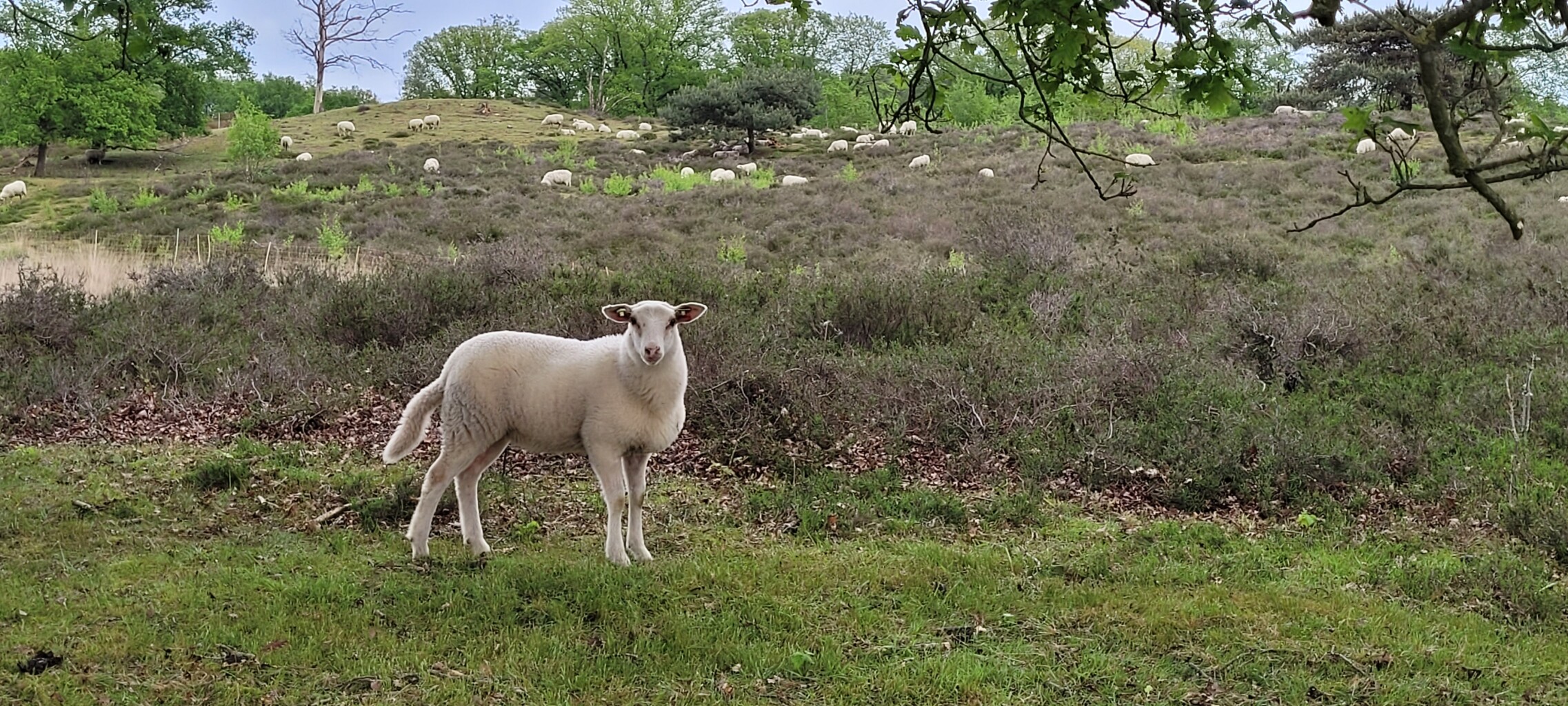 Wandelroute Natuurbeleefpad