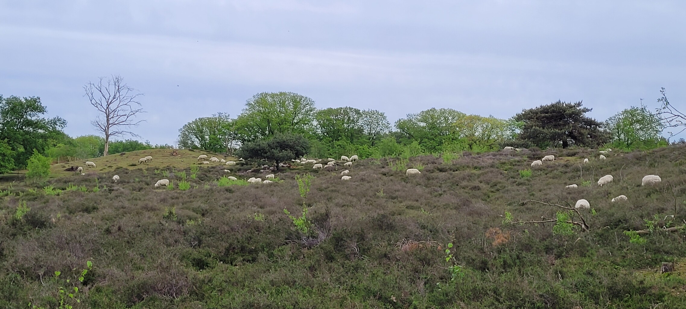 Wandelroute Natuurbeleefpad