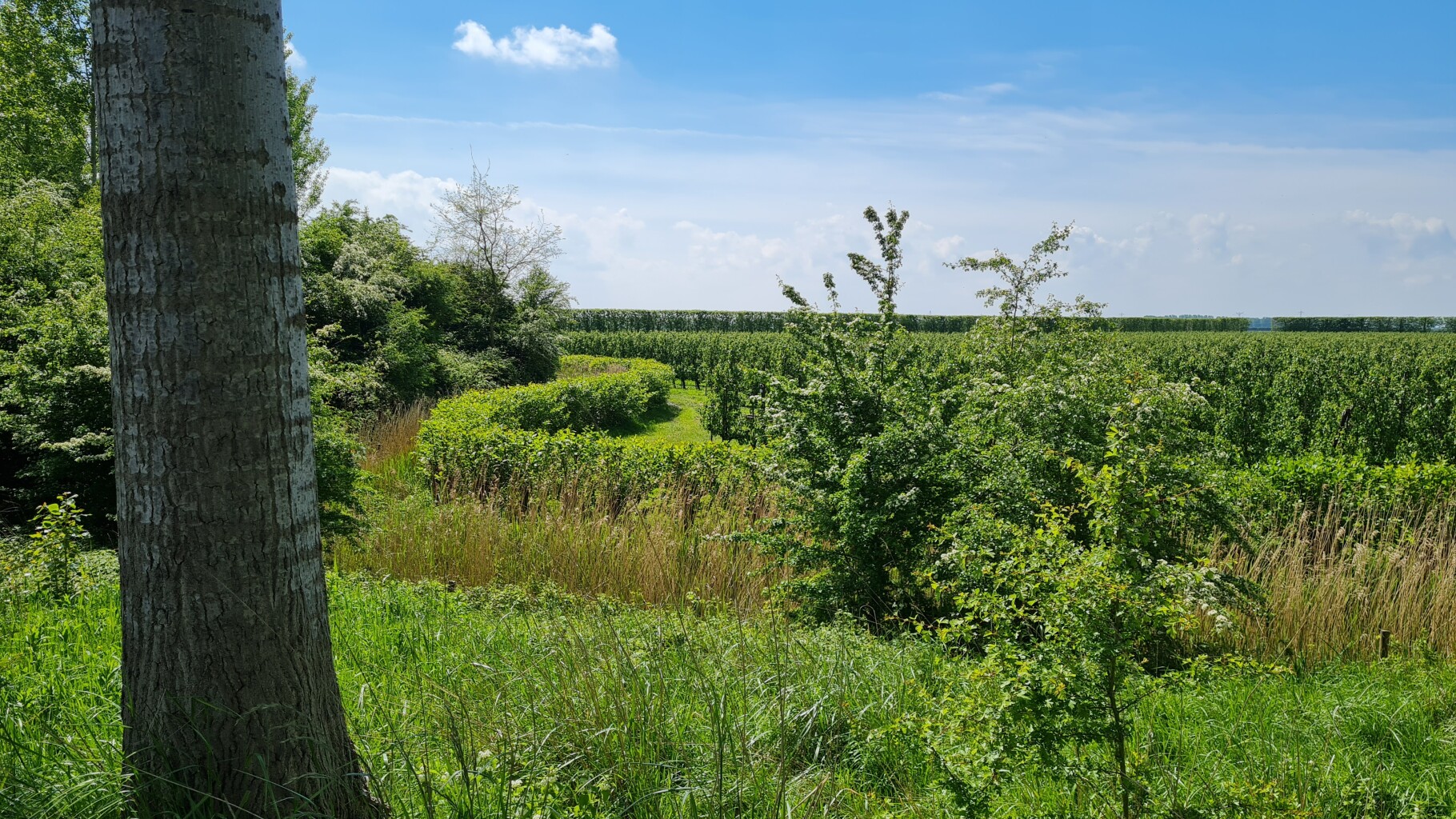 Hardlooproute over de bloemdijken, vlakbij Goes