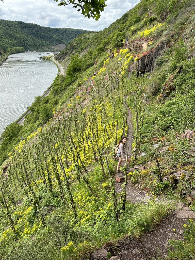 Beilstein - Cochem · Moselsteig etappe 18