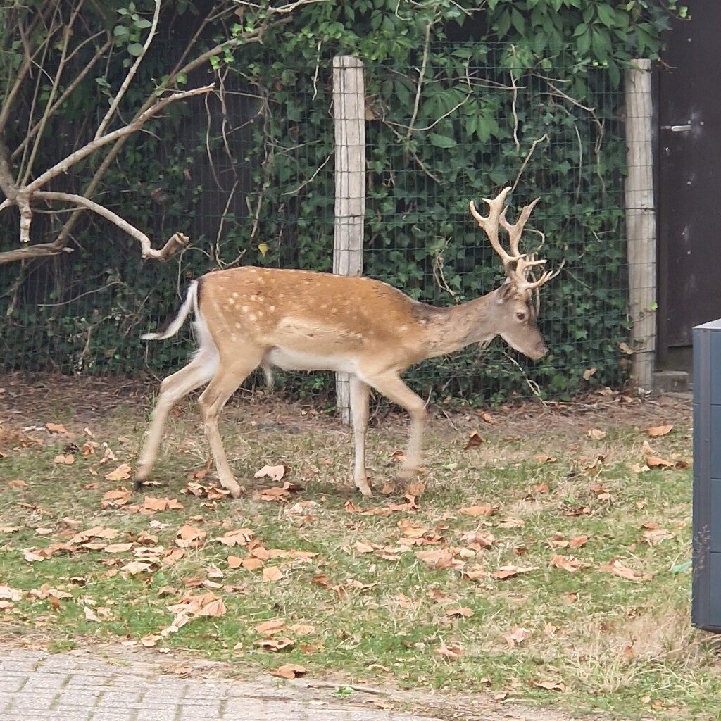 Water en herten in de Amsterdamse Waterleidingduinen