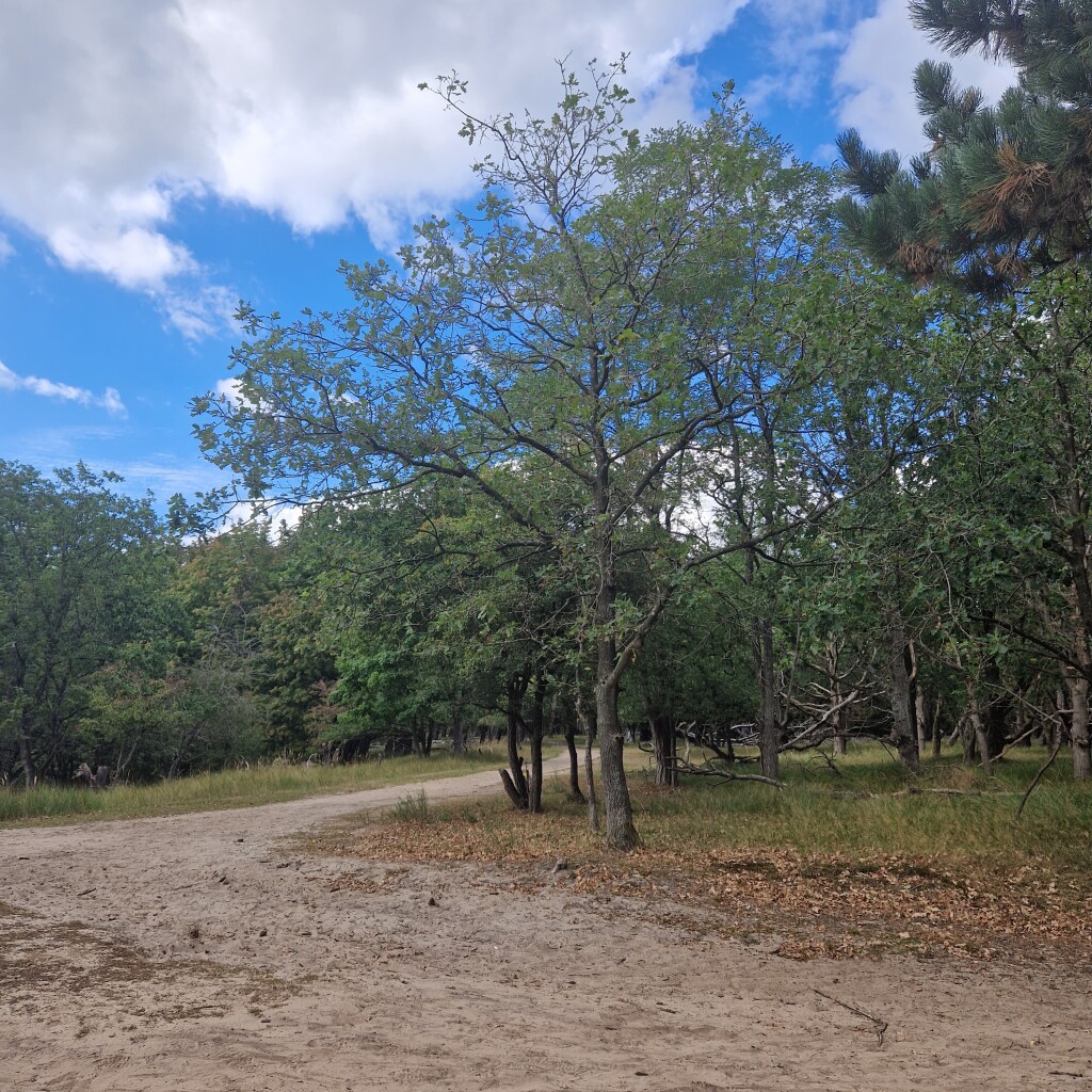 Water en herten in de Amsterdamse Waterleidingduinen