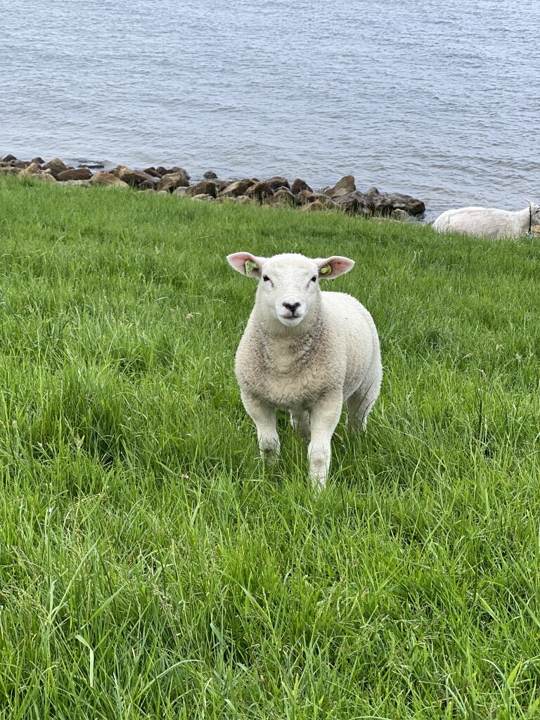 Oudemirdum - Stavoren · Zuiderzeepad etappe 22