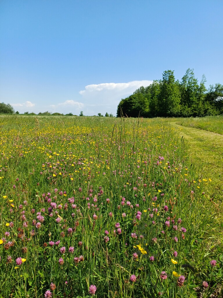 Wandelroute Diepsterbos