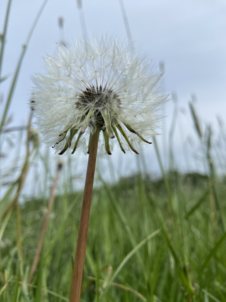 Fort bij Vechten - Werkhoven · Romeinse Limespad etappe 9