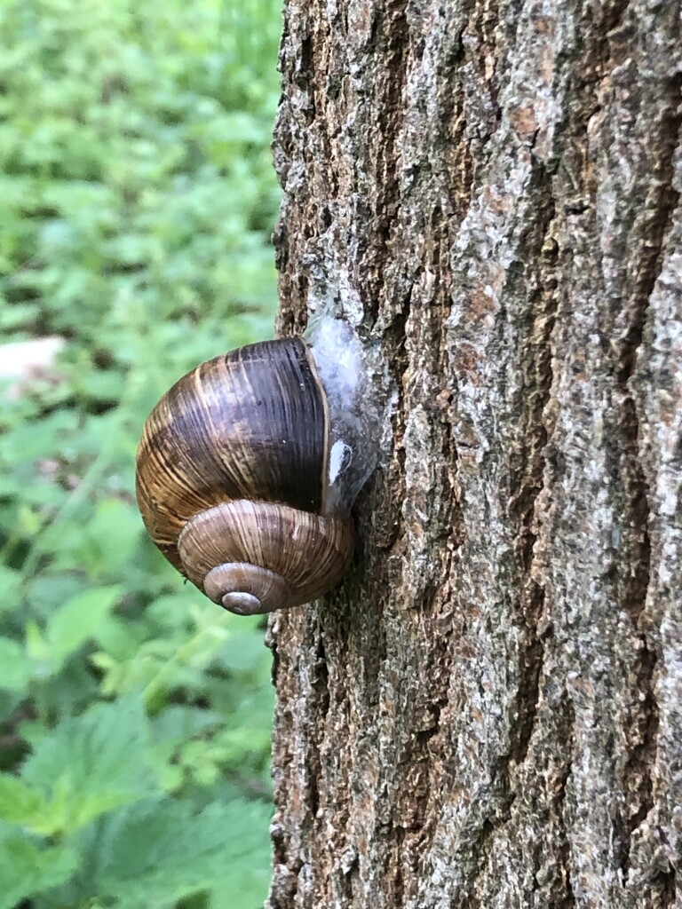 Dutch Mountain Trail