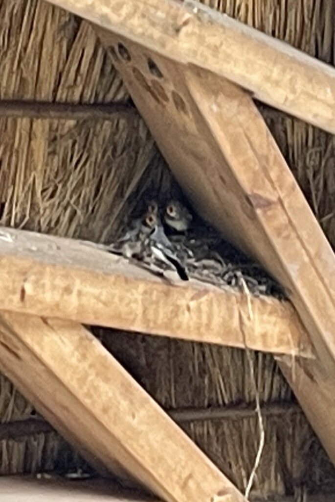 Wandelroute naar Vogelobservatorium Tij, Haringvliet