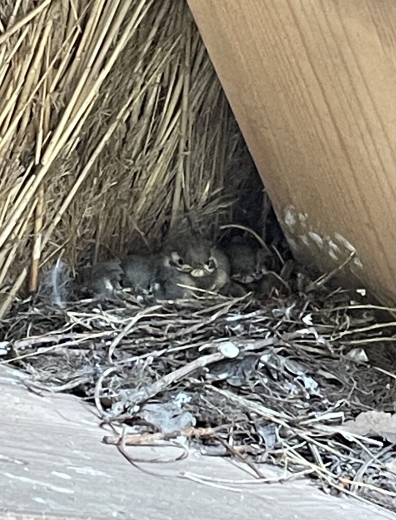 Wandelroute naar Vogelobservatorium Tij, Haringvliet