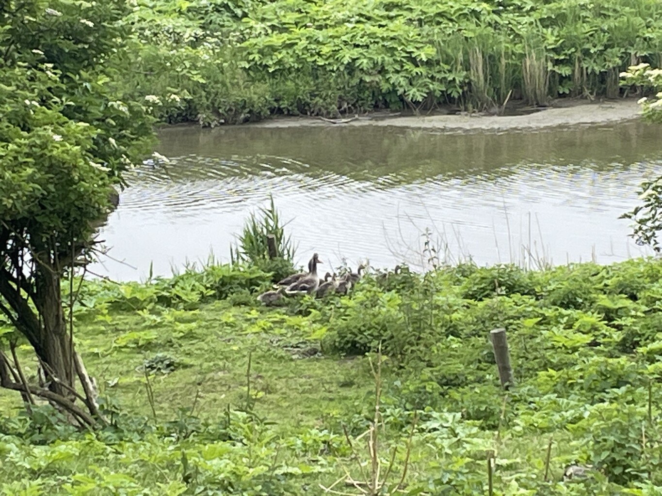 Wandelroute Scheelhoekbos-kort, Goeree-Overflakkee