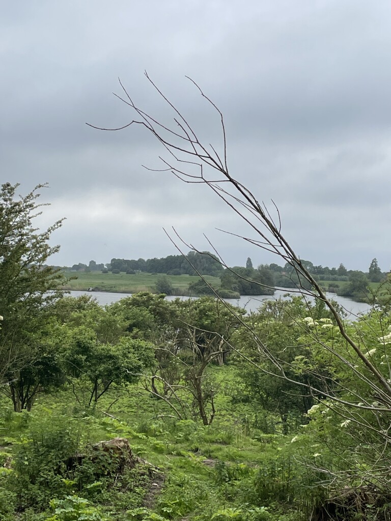 Wandelroute Scheelhoekbos-kort, Goeree-Overflakkee