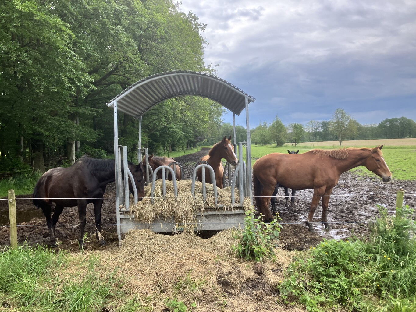 Heeze station - Soerendonk · Brabants Vennenpad etappe 6