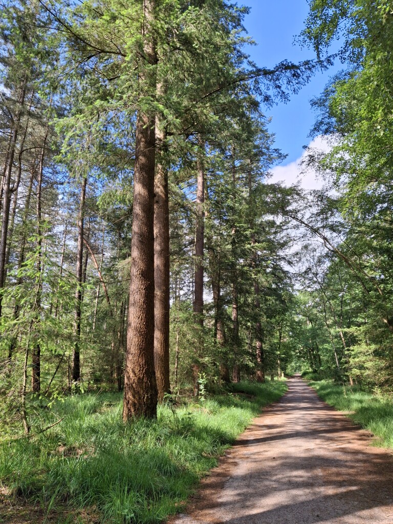 Naar de jachtvelden van de koning in het Mastbos