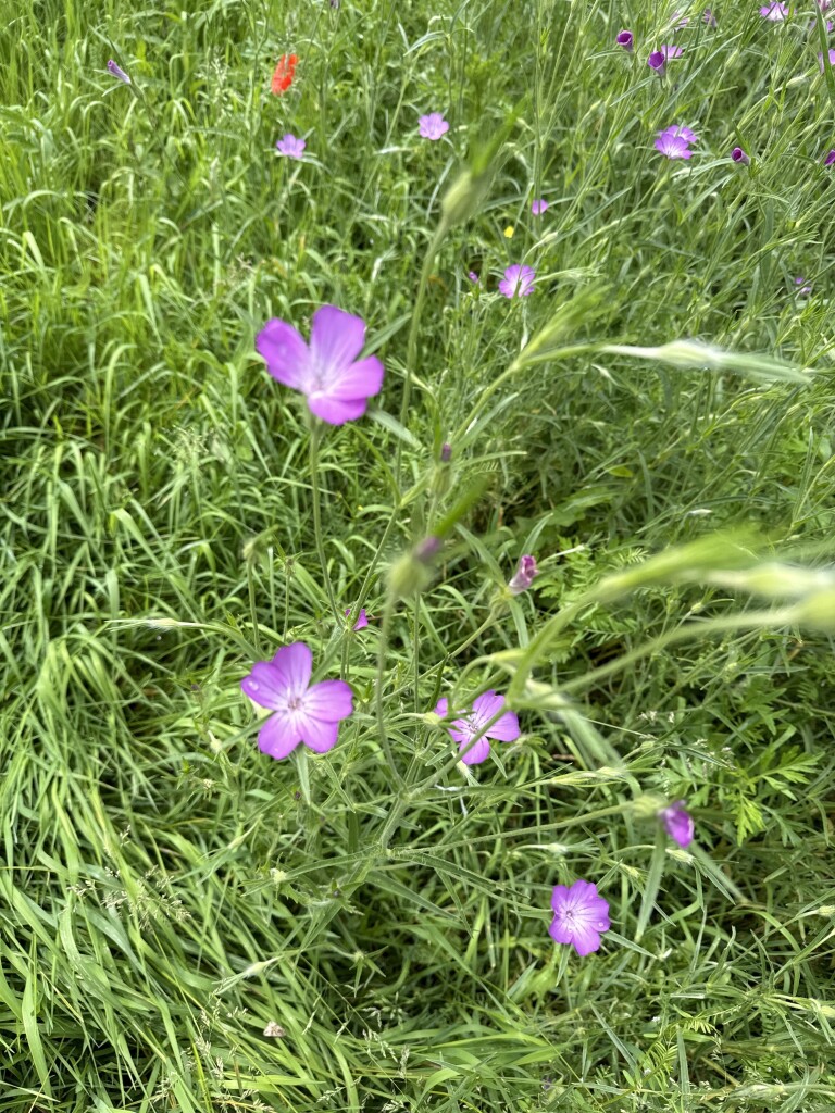 Kloosterrondwandeling Aarle-Rixtel