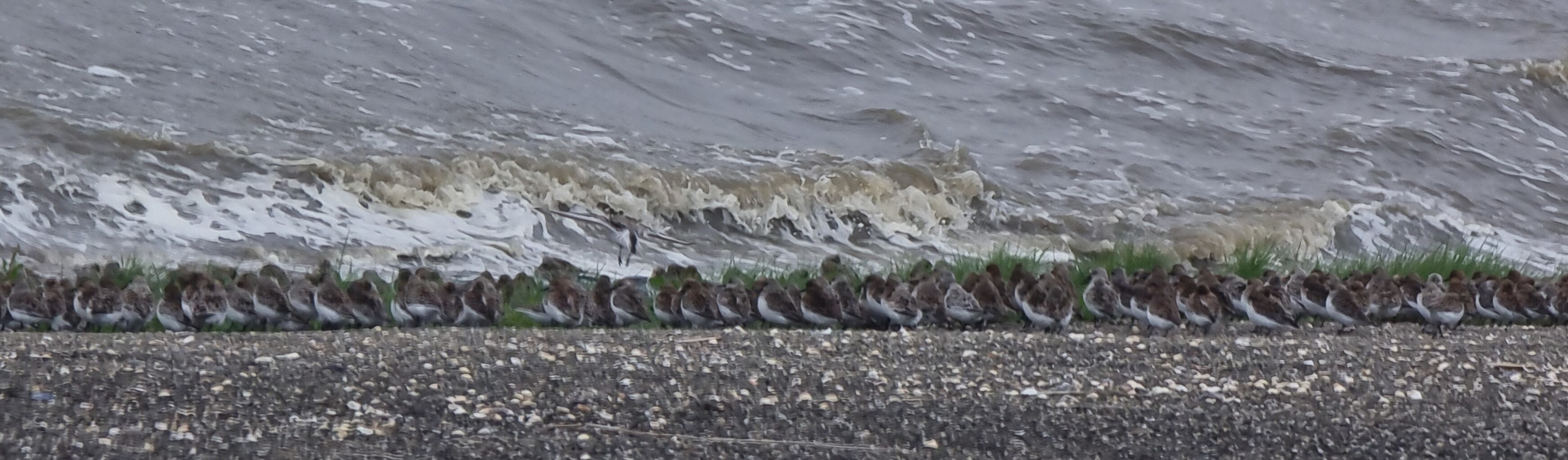 Oosterlandroute (blauw)