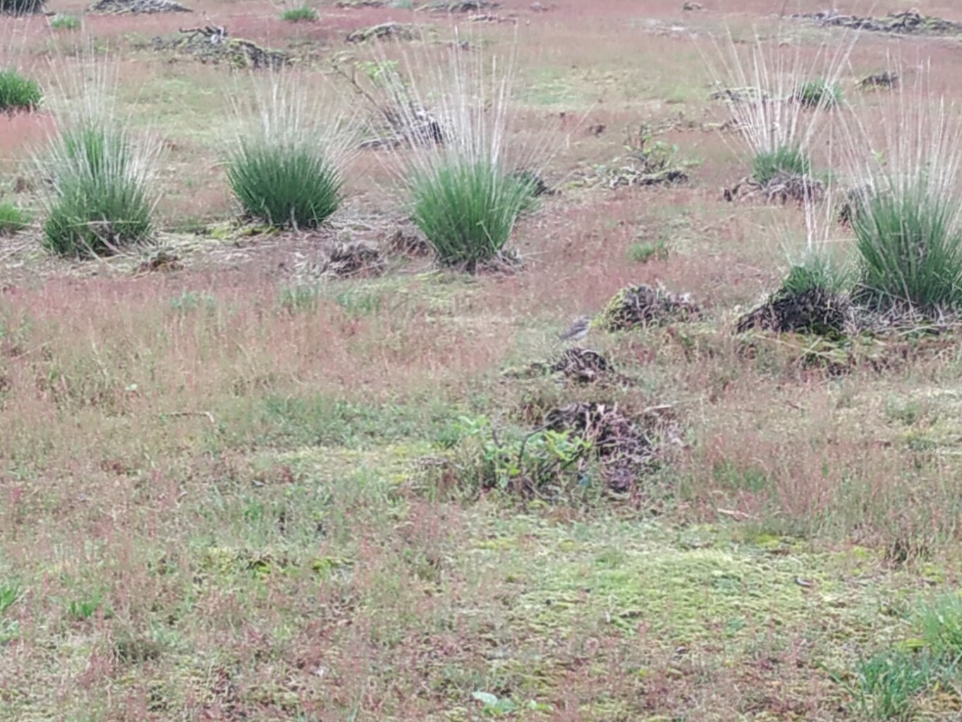 Heitraksedijk (bushalte) - Meijel · Hertogenpad etappe 10