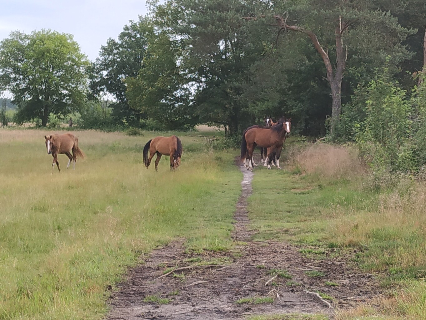 Heitraksedijk (bushalte) - Meijel · Hertogenpad etappe 10
