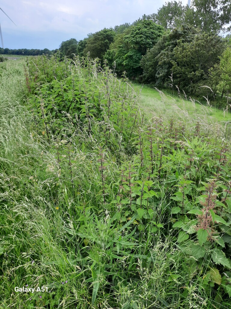 De Haukes - Kolhorn · Noord-Hollandpad etappe 7