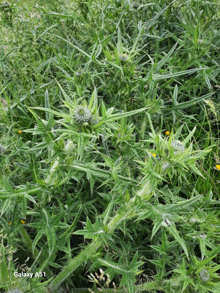 De Haukes - Kolhorn · Noord-Hollandpad etappe 7