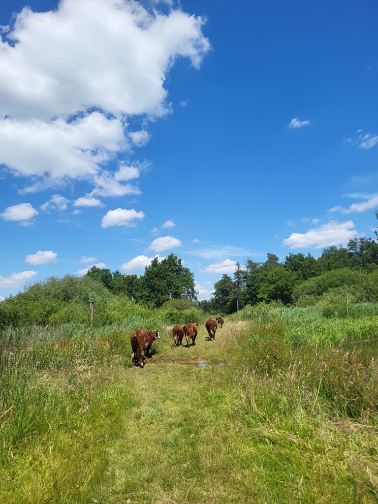 Lottum - Meerlo · Petranpad etappe 1