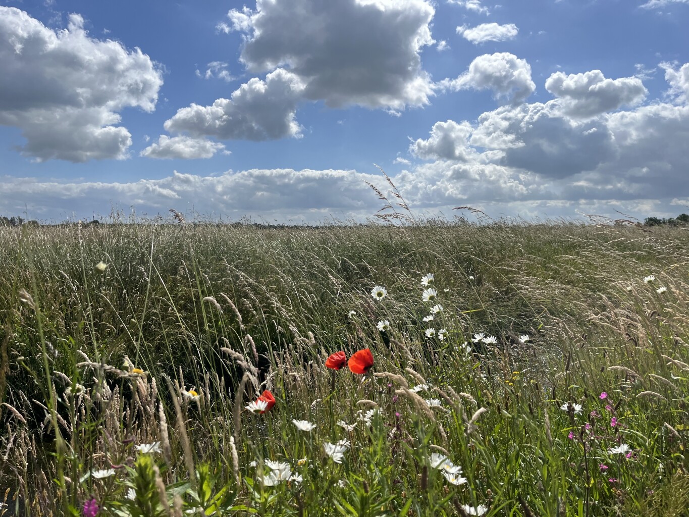 Giethoorn - Belt-Schutsloot · Stellingenpad etappe 4