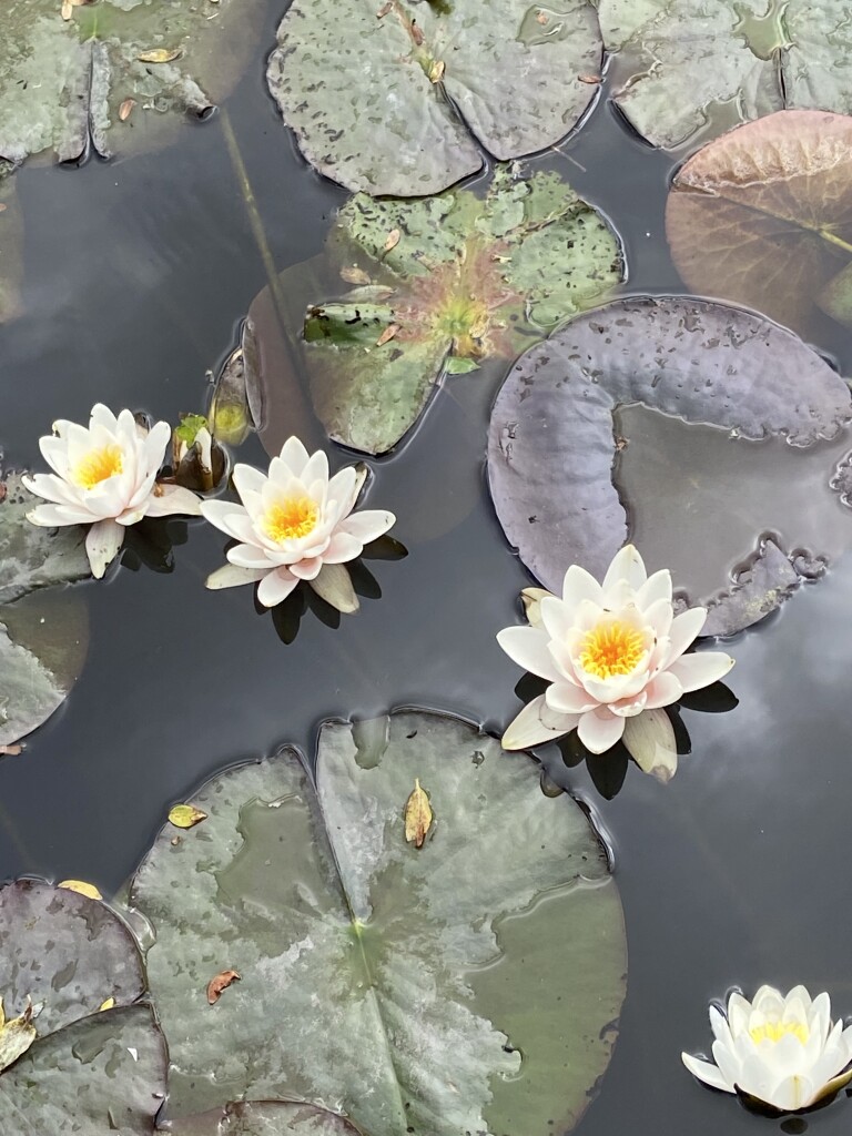 Ursum - Alkmaar station · Westfriese Omringdijk etappe 2