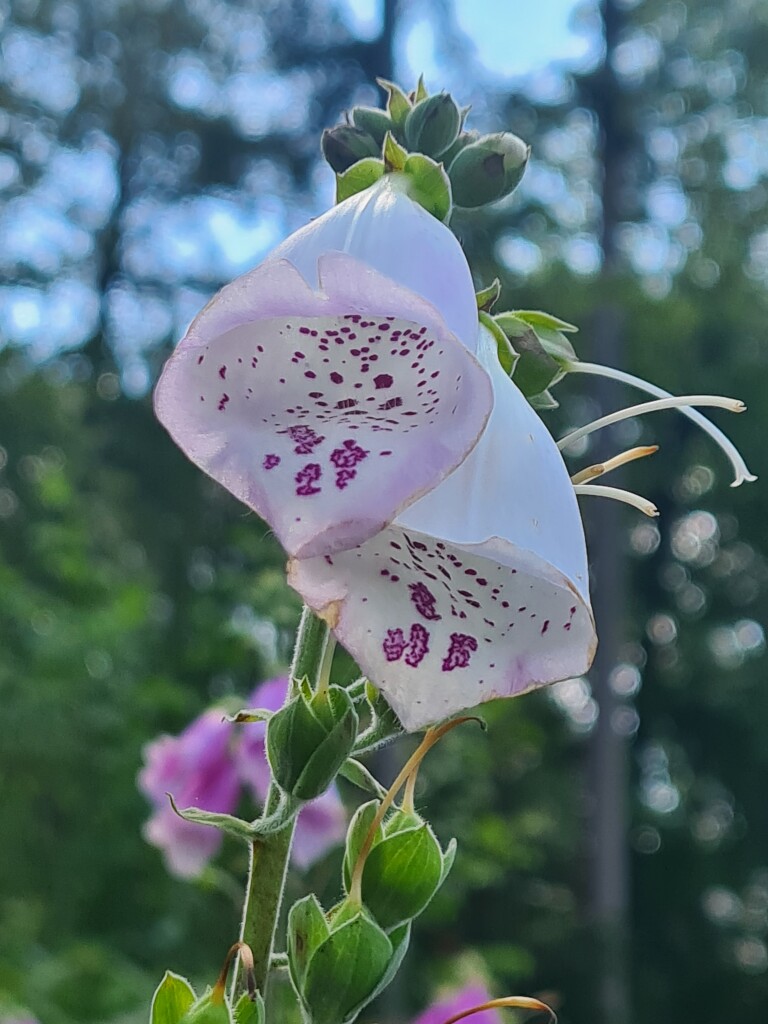 Kranenburg (D) - Plasmolen · Walk of Wisdom etappe 3