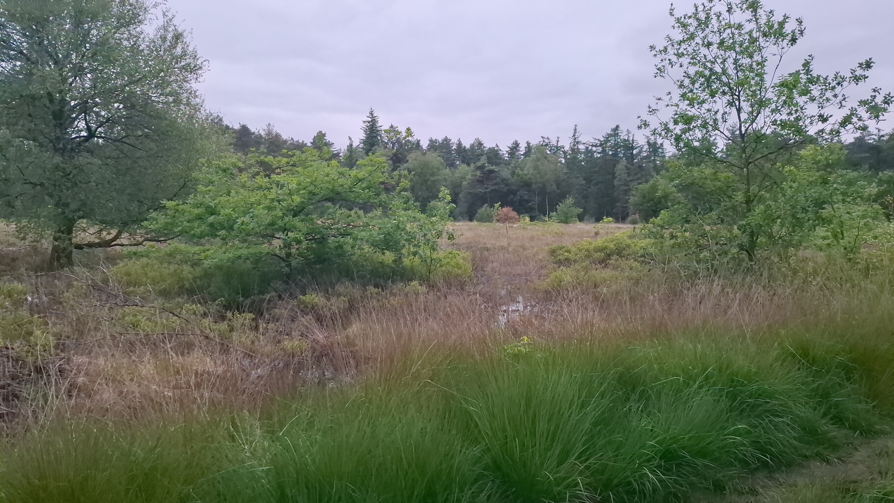 Liempde - Oisterwijk · Roots Natuurpad etappe 30