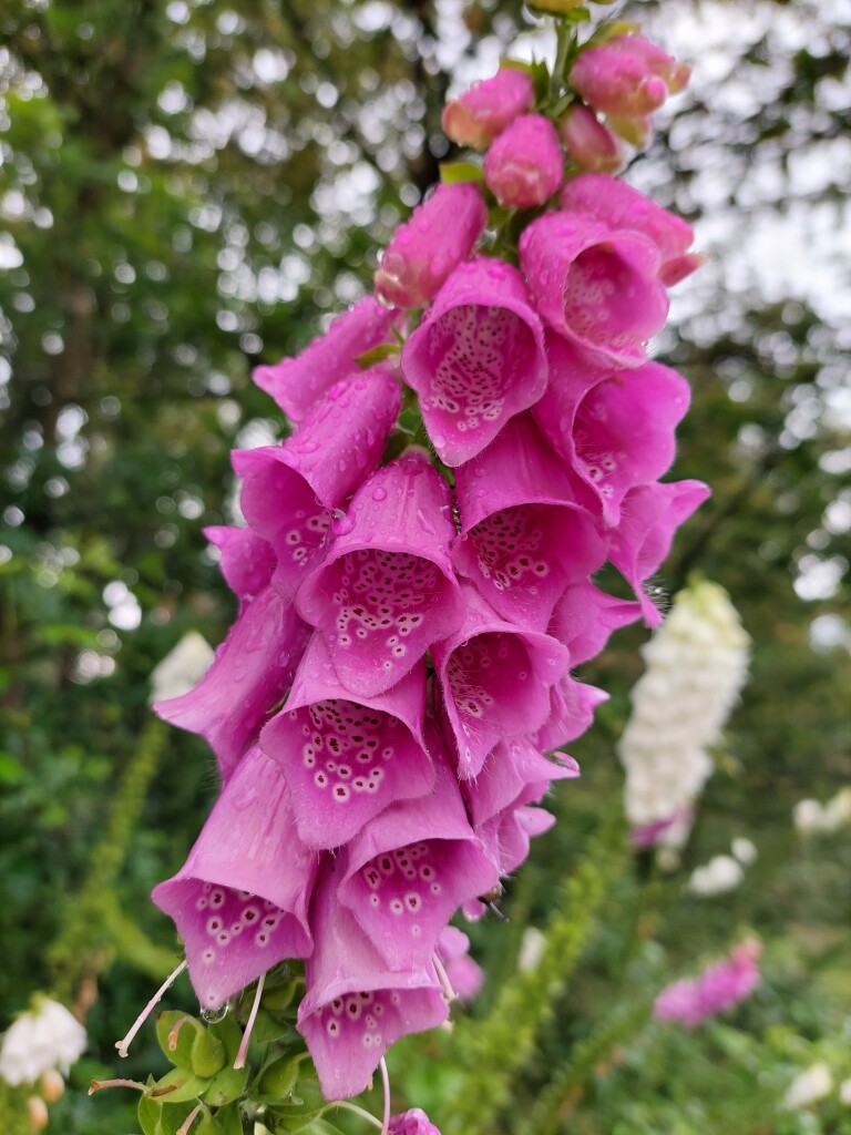 Boxmeer - Overloon · Maas- en Peelliniepad etappe 2