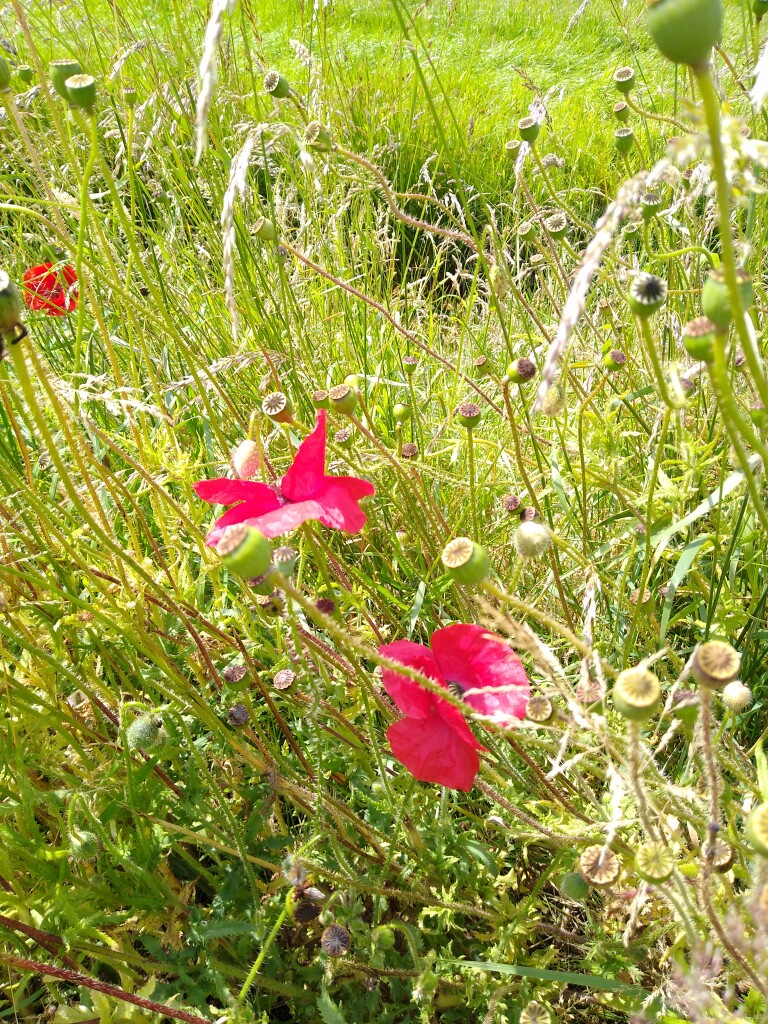 Uffelte - Brandeveen · De Ster van Dwingeloo etappe 1