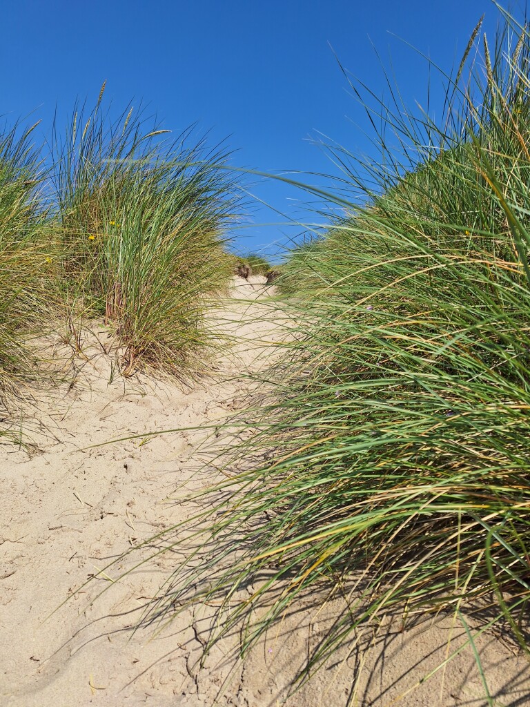 Struinen door Texelse duinen