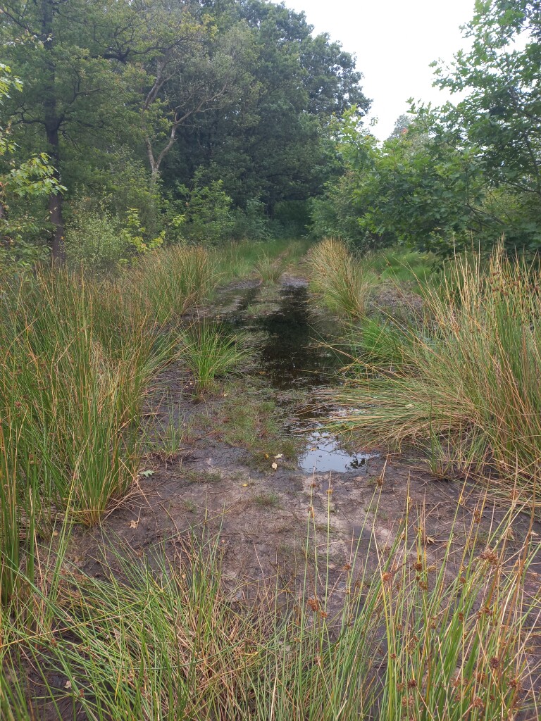Odoornerdennen - Emmen · Drenthepad etappe 14