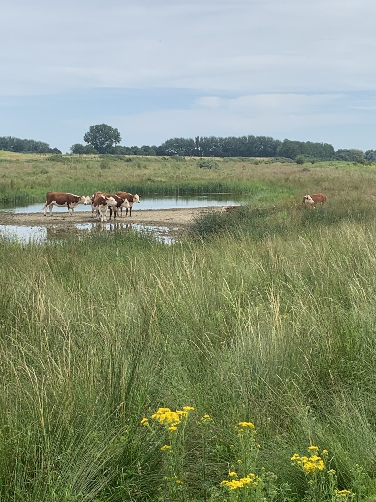 Steenbergen - Dinteloord · Zuiderwaterliniepad etappe 2