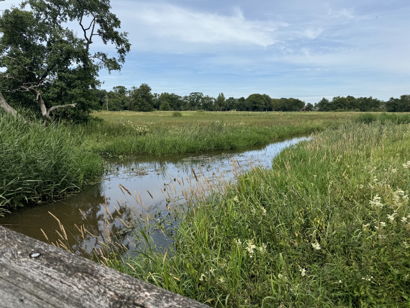 Rapunzels bij de Drentsche Aa