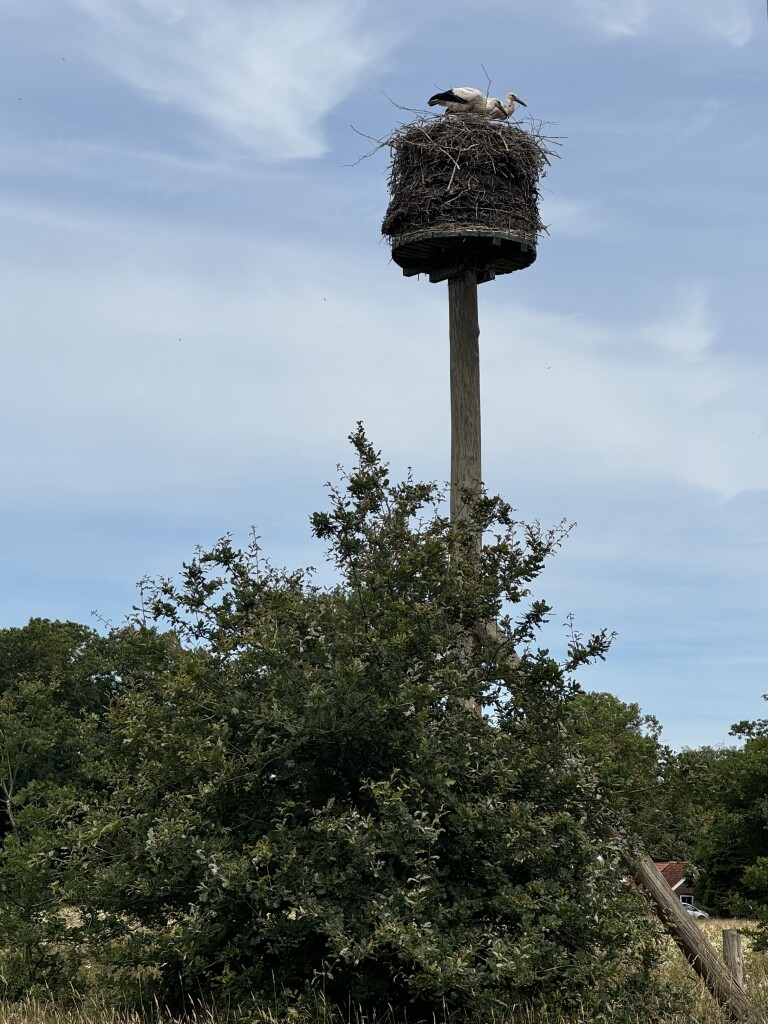 Rapunzels bij de Drentsche Aa