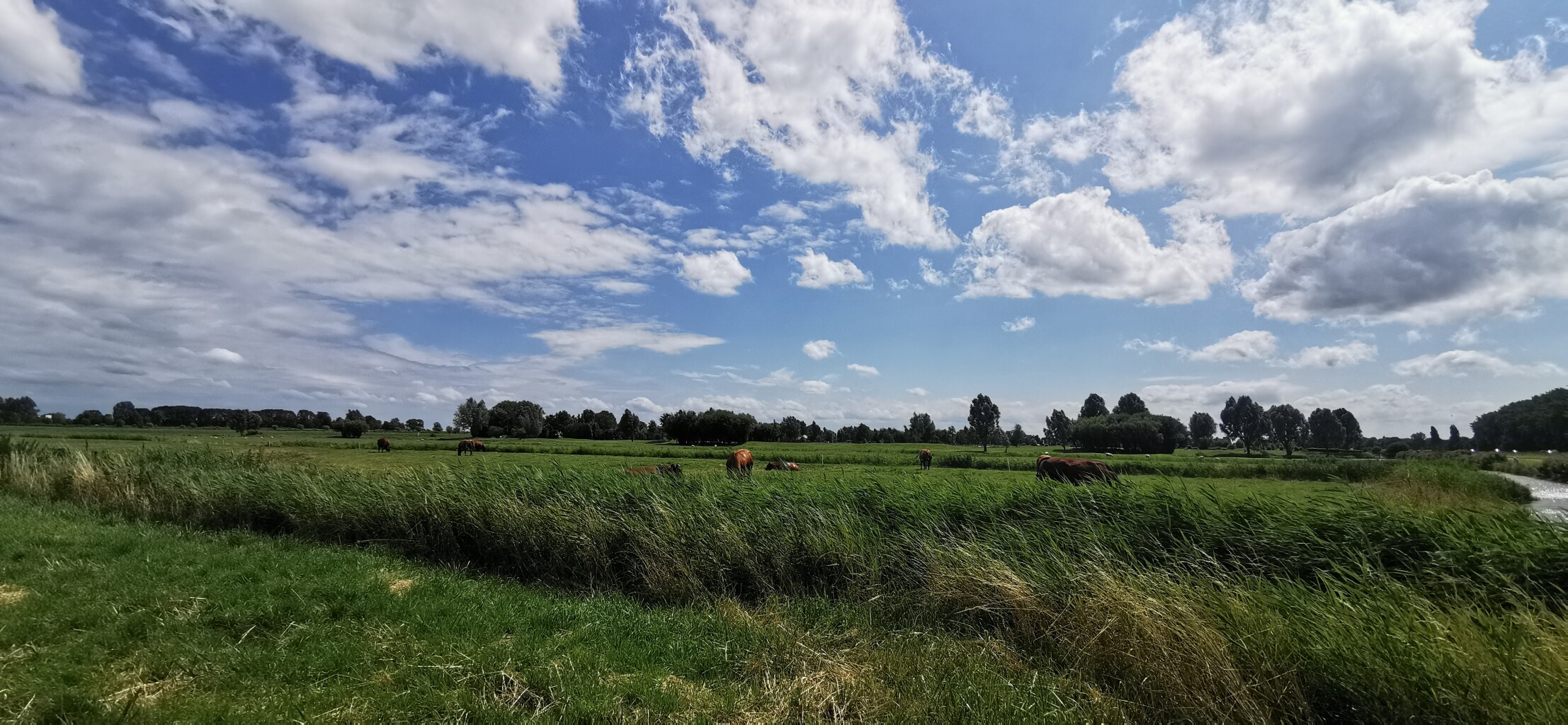 Rondje De Zwarte Kat (blauw)