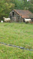 Eenigenburg - Kolhorn · Westfriese Omringdijk etappe 4
