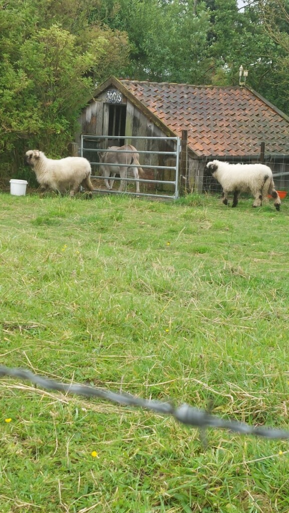 Eenigenburg - Kolhorn · Westfriese Omringdijk etappe 4