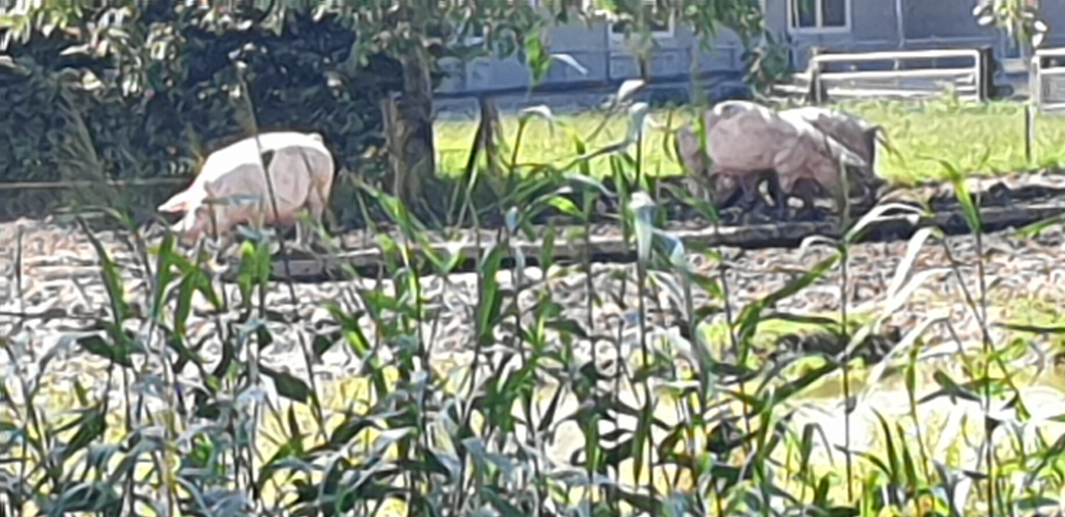 Buren (bushalte Plantsoen) - Station Geldermalsen · Betuwepad etappe 2