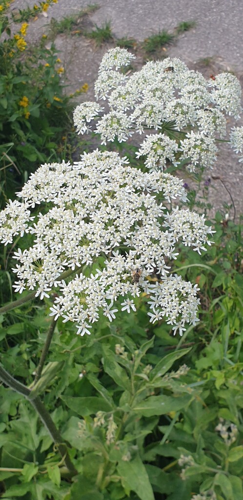 Buren (bushalte Plantsoen) - Station Geldermalsen · Betuwepad etappe 2