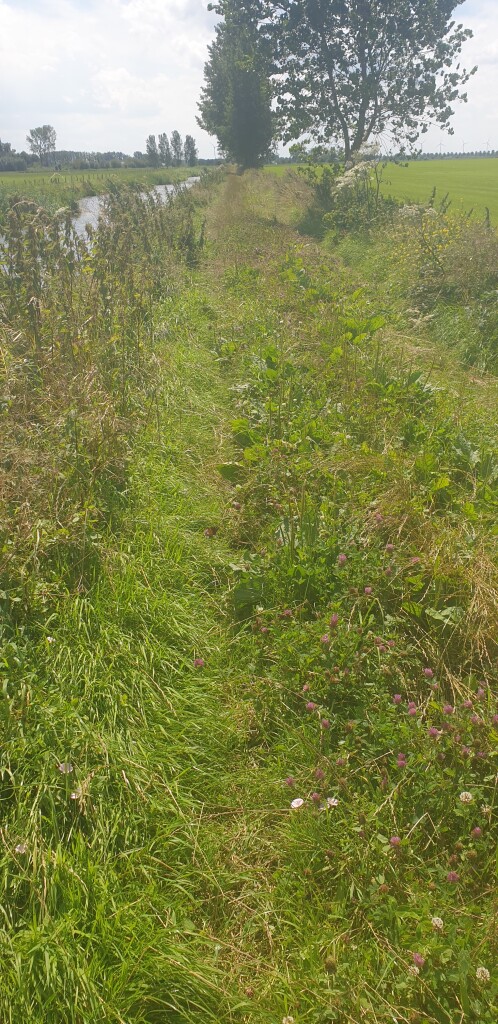 Buren (bushalte Plantsoen) - Station Geldermalsen · Betuwepad etappe 2