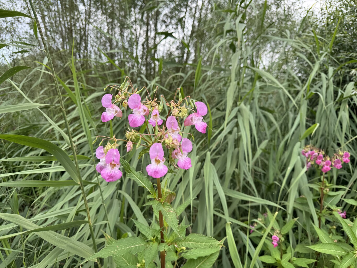 Hardinxveld-Giessendam - Wilhelminasluis (Giessen) · Pelgrimspad etappe 8
