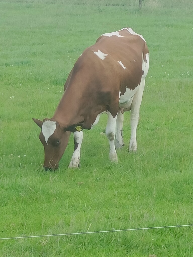 Bobeldijkroute (paars)
