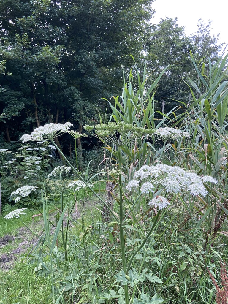 Bukken-voor-golfballetjes-route (turkoois)