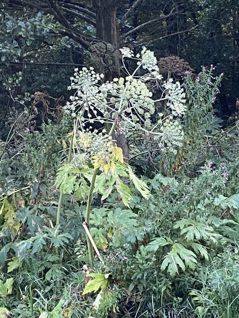 Bukken-voor-golfballetjes-route (turkoois)