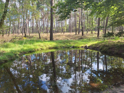 Wandelroute Planken Wambuis, vlak bij Ede