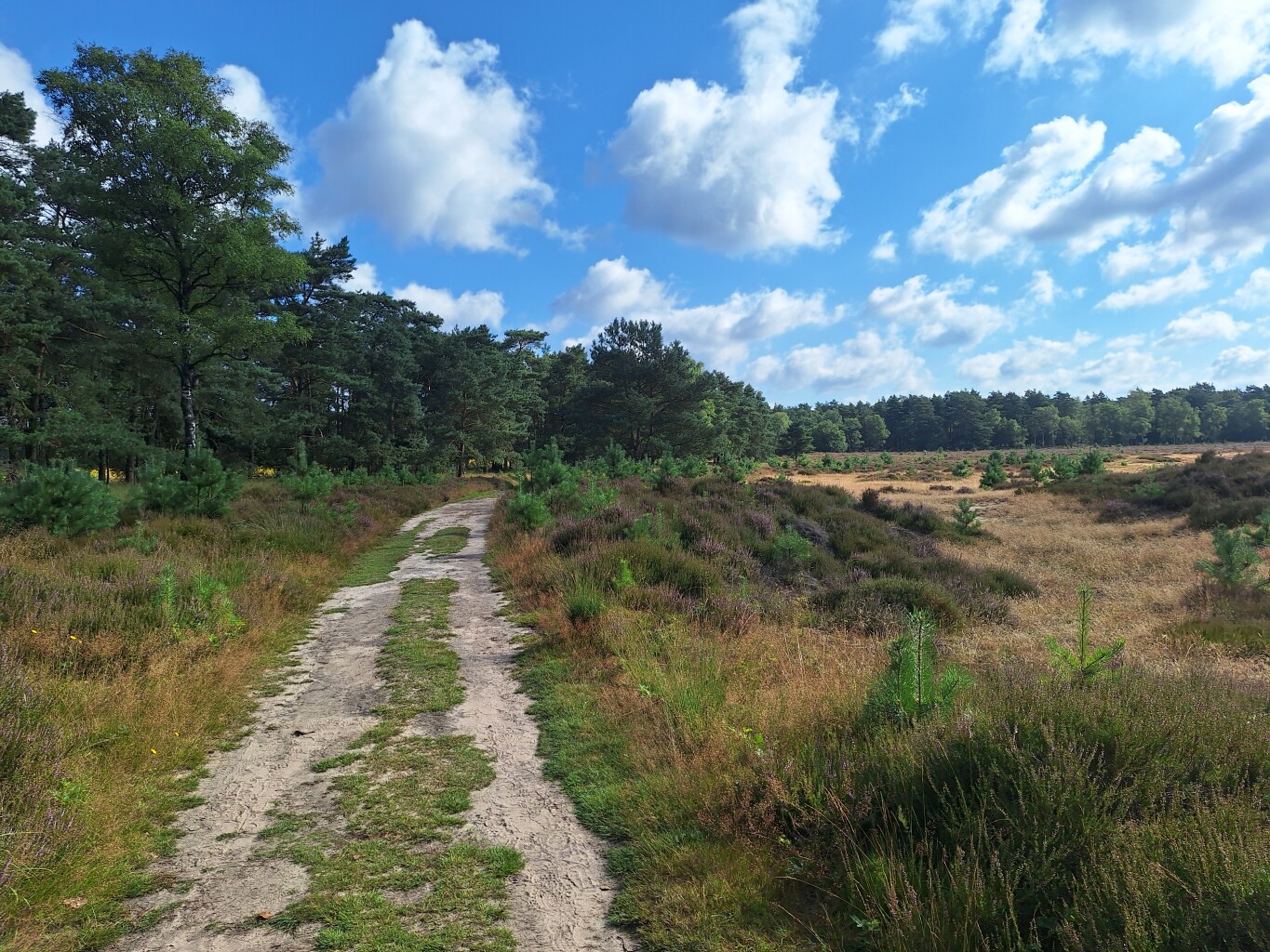 Wandelroute Planken Wambuis, vlak bij Ede