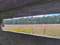Planken Wambuis