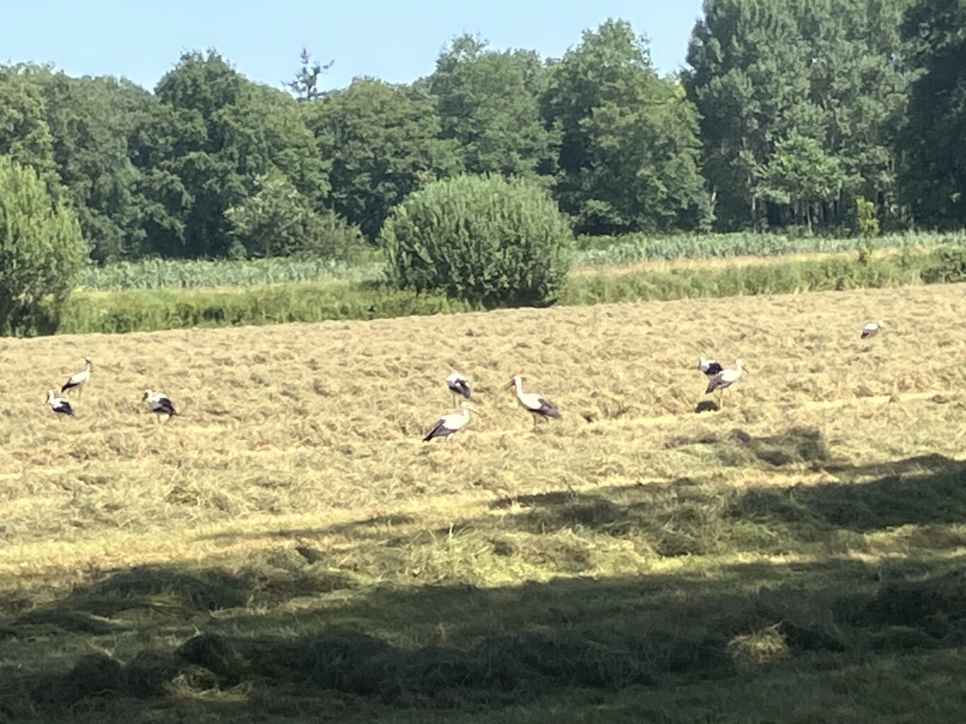 Loenen - Brummen · Trekvogelpad etappe 19